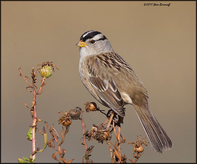 _1SB9404 white-crowned sparrow.jpg
